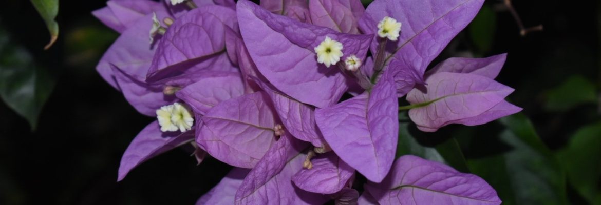 Peachizz Photography