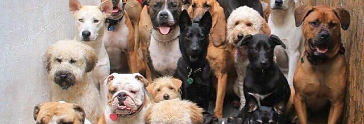 Guyana K9 Breeders Association