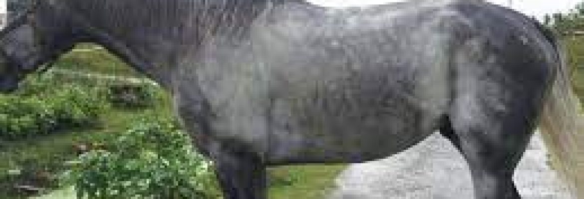 Racing horse 🐎 got away