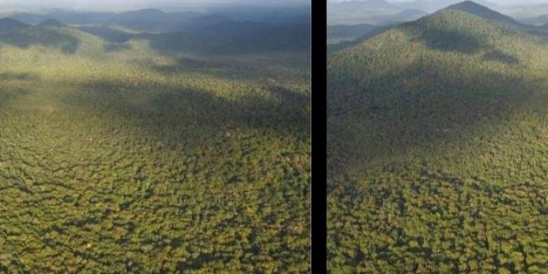 Guyana Forestry Commission