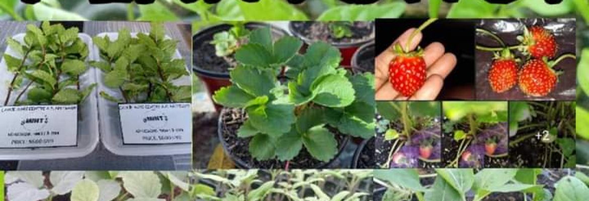 Canje Agri center & plant shop