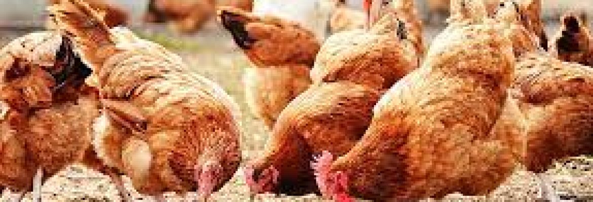 R. Parris & sons ranching & poultry Inc